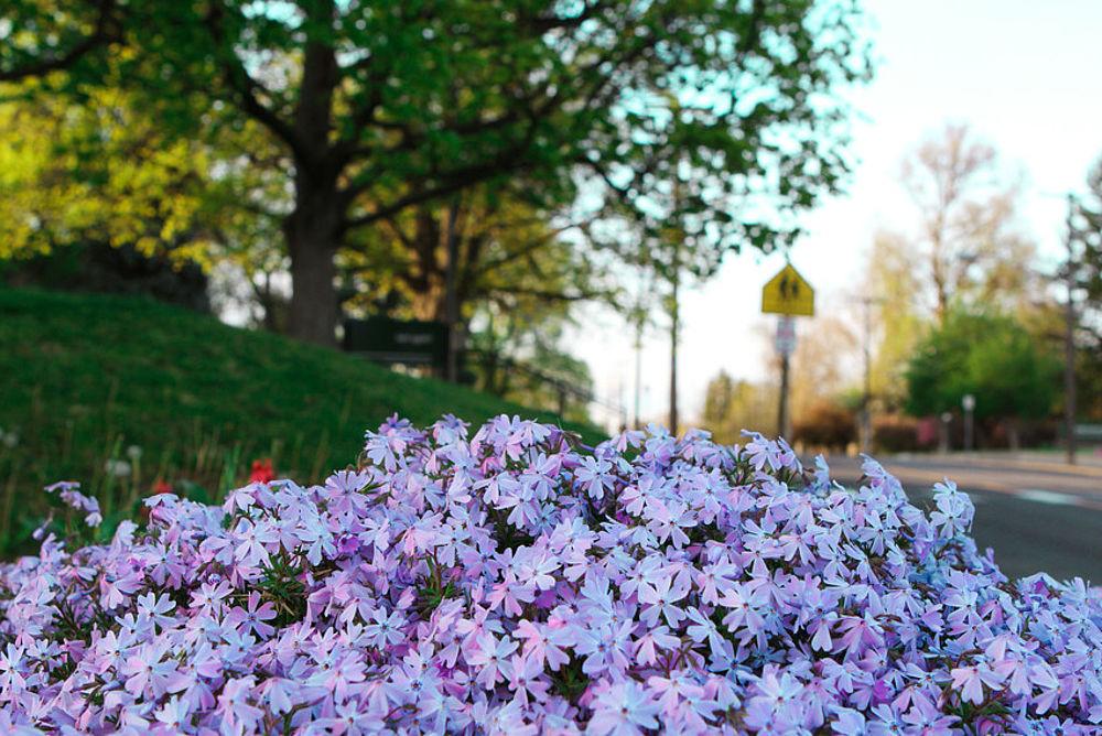 purple flowers on campus